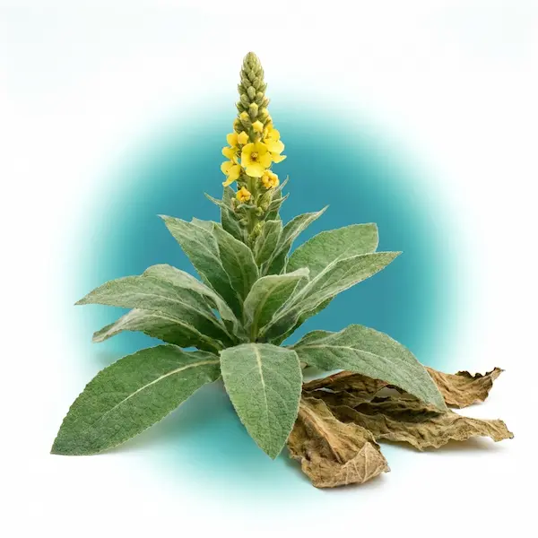Mullein Leaf