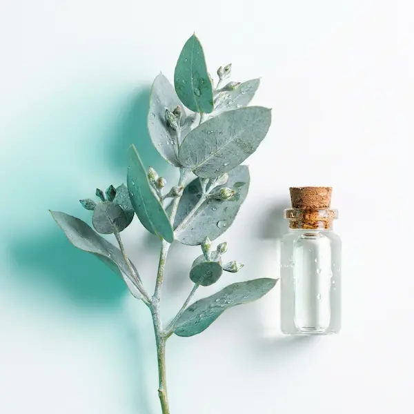 Eucalyptus extract
