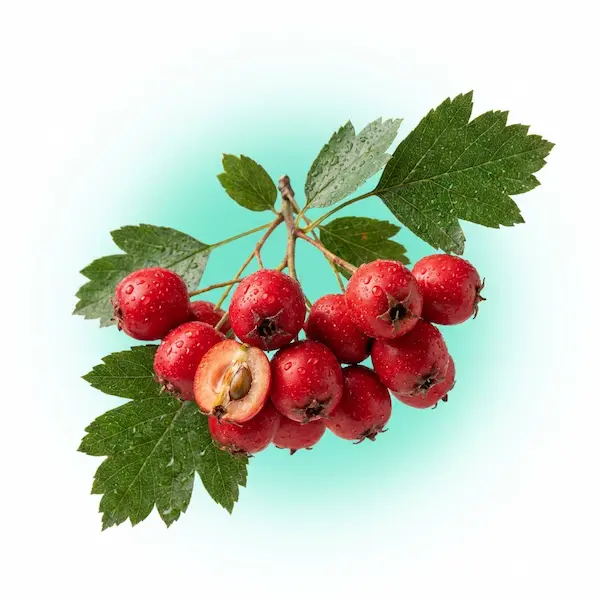 Hawthorn berry